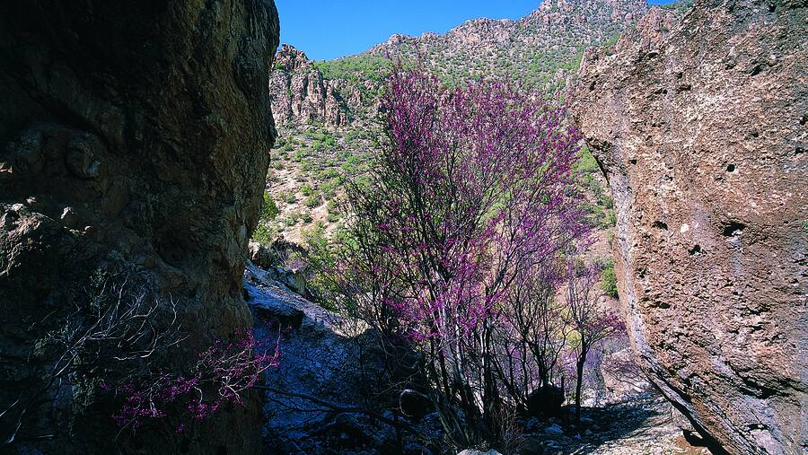 تنگه ارغوان